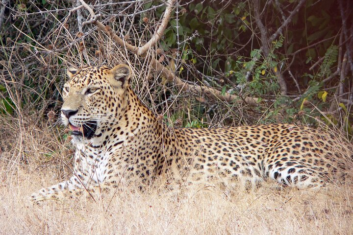 Yala National Park Safari from Koggala - Photo 1 of 8